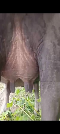 પેલુ.વેતર.વાયહે