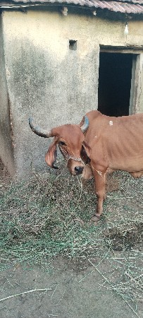 ગાય વેચવાની છે