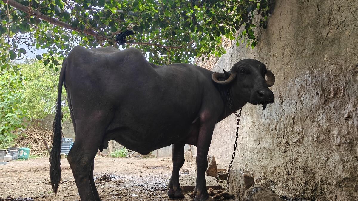 ભેંસ વેચવાની છે