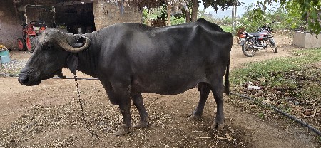 આ ભેસ લેવા ની છે