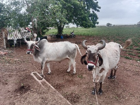 બીજી ધરના બડધ છે