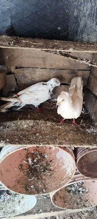 કબૂતર વેચવાના છે