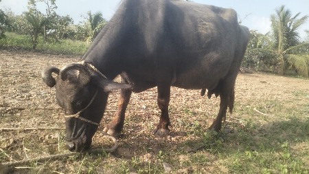 2 ભેંસ વેચવાની છે