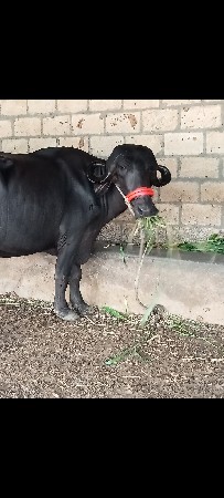પેલું વેતર  ખાડેલી વેચવાની છે