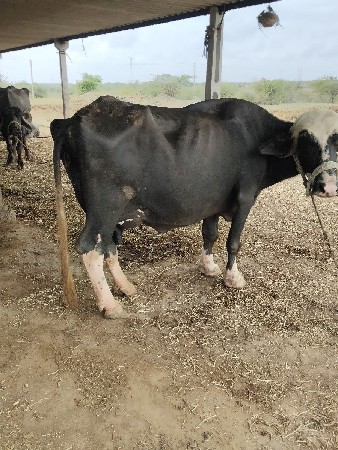 દશ દિવસ ની કાચી