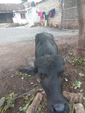 પાડીયુ વેચવાની સે
