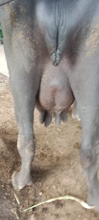 ભેંસ વેચવાની છે