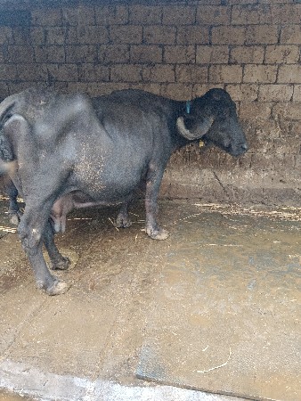 ભેંસ વેચવાની છે