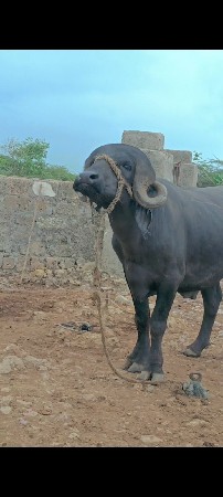ટોપલો પાડો વેંચવાનો છેટોટલ જવાબદારી