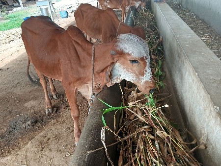 ગીર વાછડી ઓ વેચવાની છે