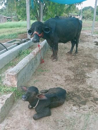 ભેંશ વેશવાની છે