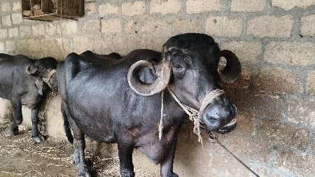 ભેંસ વેસવા ની સે