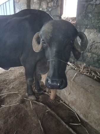 વૅચવાની છૅ