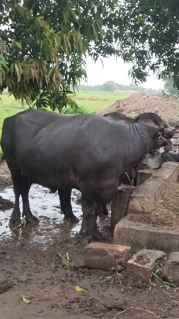 ભેંસ વેચવાની છે