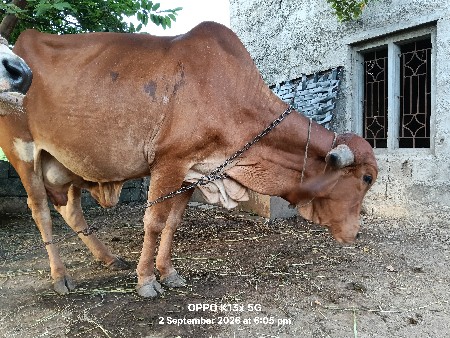 gir gay vechvani che 3 ju vetar