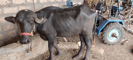ખડેલીવેશવાનીછે