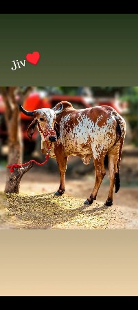 કાબરી ગાય વેચવાની છે