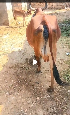gay vesava ni se