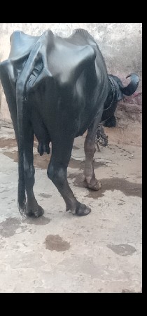 ભેંસ વેચવાનું છે 1 છે