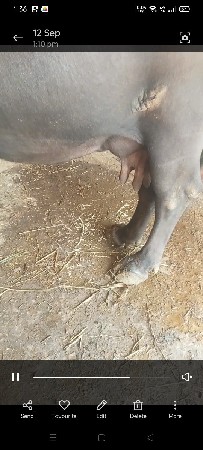 આ ભેંસ વેચવાની છે