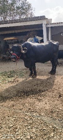 ભેંશ વેચવાની છે