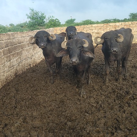 ચાર ઘડેલા વેચવાના છે