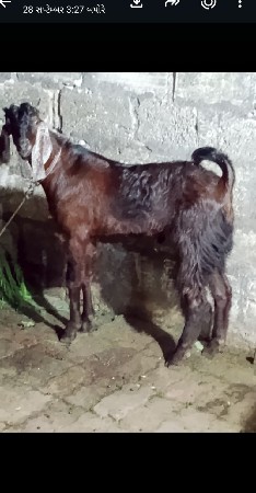 , બકરો છે