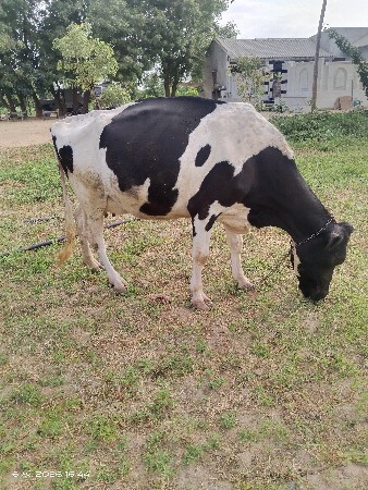 hf ગાય એક દિવસ ની વિયાયેલી છે