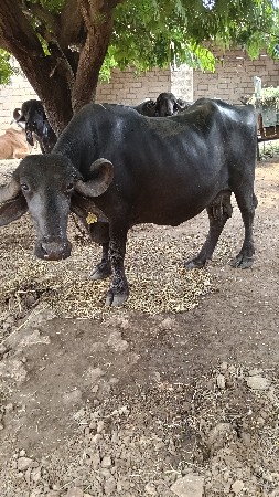 આ ભેંશ વેચવાની છે