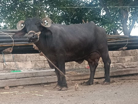 ભેંસ વેચવાની છે