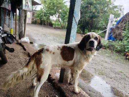 સેન્ટ બરનાટ ડોગ મિટિંગ માટે છે