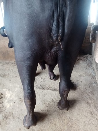 ભેશ વેશવાની છે