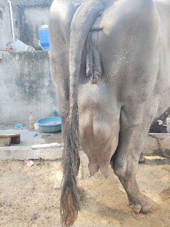 ભેંસ વેચવાની છે.