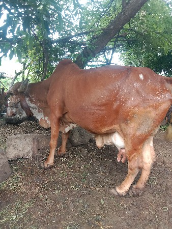 ગાય બેસવાની સે