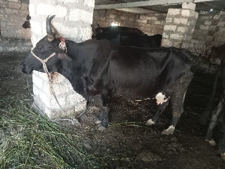 ગા
