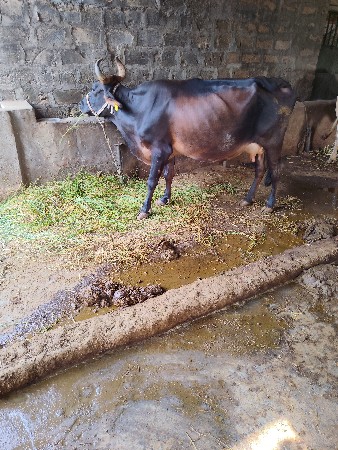 15દીવસની કાસી