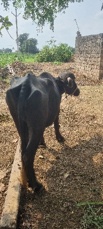 વેચવાનીછે