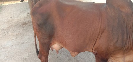 ગીર ગાય વેચવાની છે