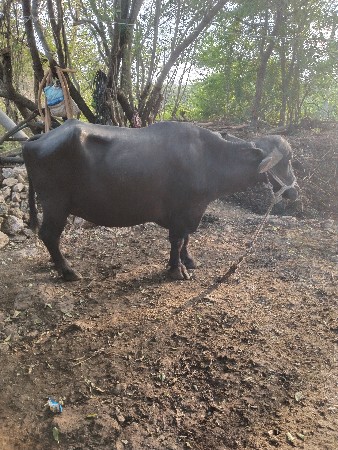 પેલુ વેતર ૨૦ કાશી છે