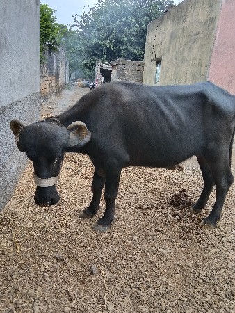 ખડેલી