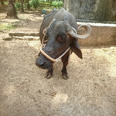 ભેંશ વેચવાવાની છે