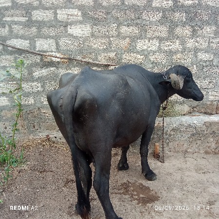 ભેંસ વેચવાની છે