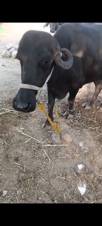 ભેંસ વેચવા ની છે