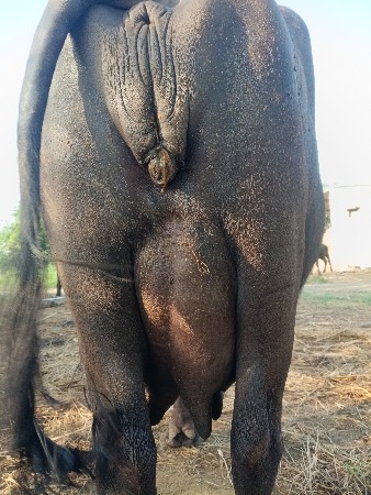 હા ભેંસ વેચવાની છે બીજું વેતર વિહાબ