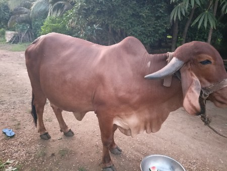 ગાય વેચવાની છે