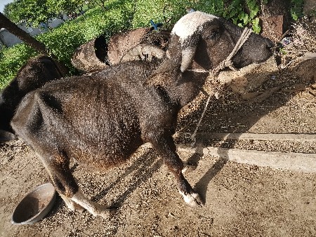 ૧૪  મહીના નો છે