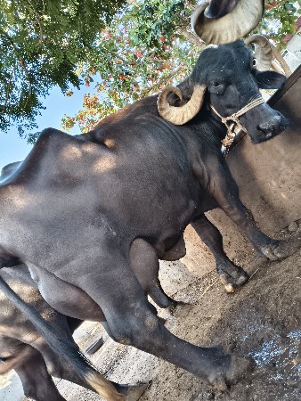 2 ભેંસ વેચવાની છે