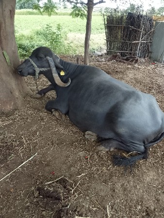ભેંસ વેચવાની છે