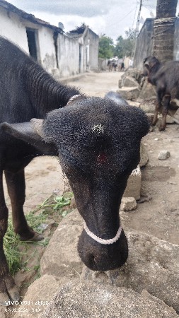પાડી