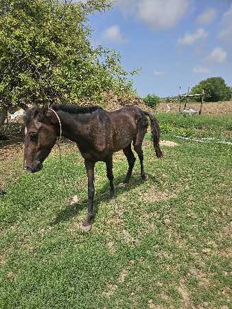 વચ્ચે રો વેચવાનો છે